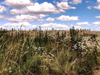 Plants growing on land against sky