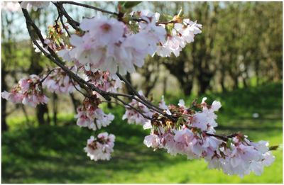 Close-up of pink cherry blossoms in spring