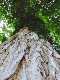 Close-up of tree trunk in forest