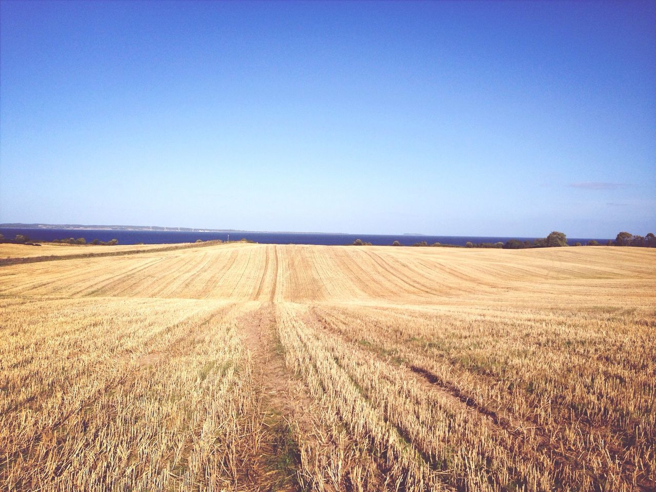 clear sky, landscape, copy space, tranquil scene, tranquility, field, blue, agriculture, rural scene, horizon over land, scenics, farm, nature, beauty in nature, crop, grass, remote, cultivated land, day, growth