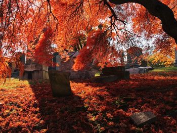 Red flowers on tree during autumn