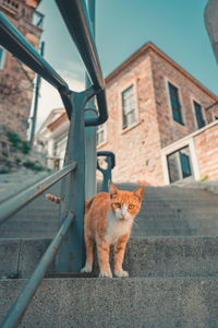 Cat on a building