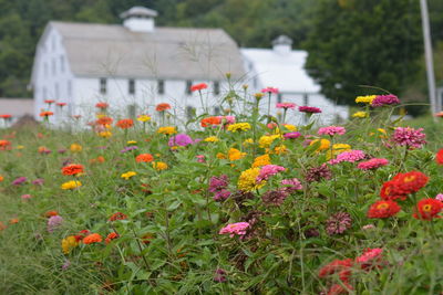 Colorful zinnia growing on field