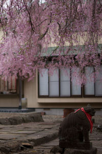 Pink cherry blossom flowers in front of building