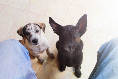 Portrait of dog on floor