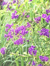 Close-up of purple flowers blooming outdoors