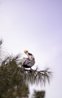 Low angle view of bird on tree against sky