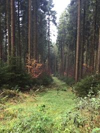 Trees in forest