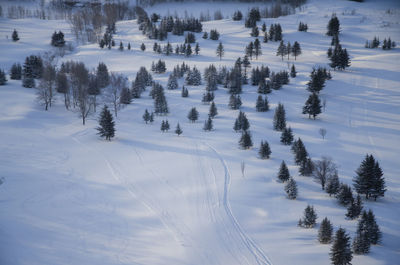 Trees on snow covered field