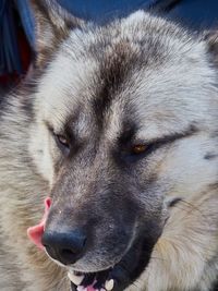 Close-up portrait of dog