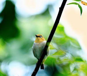 Close-up of bird perching on branch