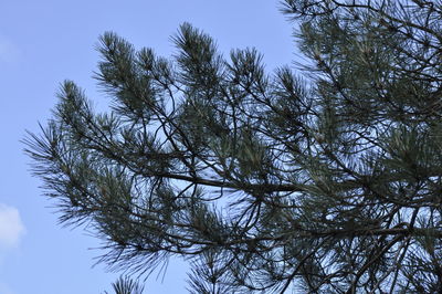 Low angle view of pine tree against sky