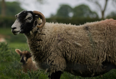 Sheep standing in a field