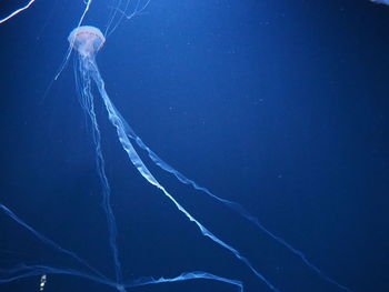 View of jellyfish in sea