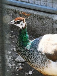 Side view of a peacock