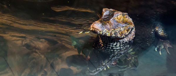 Close-up of turtle swimming in sea