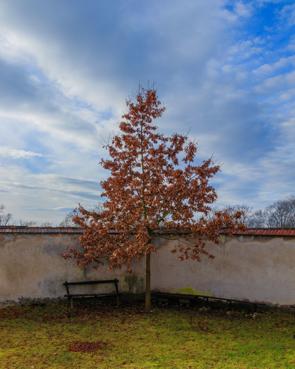 TREE IN PARK AGAINST SKY