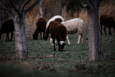 Horses grazing in a field