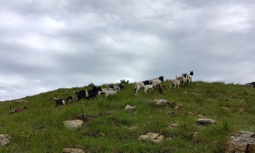 Cows grazing on field against sky