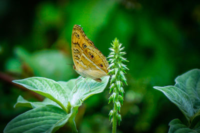 Butterfly perching on flower