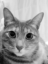 Close-up portrait of cat