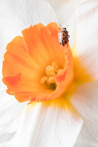 Close-up of insect on flower