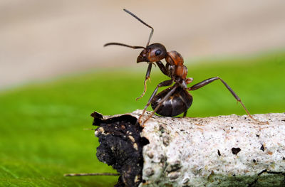 Close-up of ant on wood