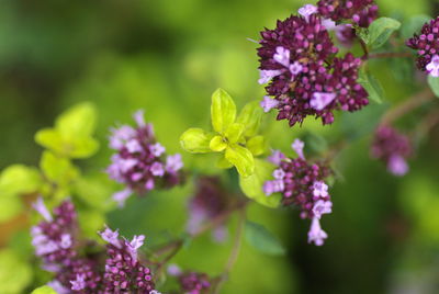 Close-up of purple flowering plant