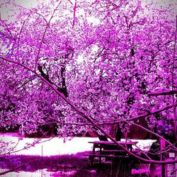 Low angle view of pink flowers