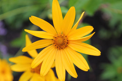 Close-up of yellow flower