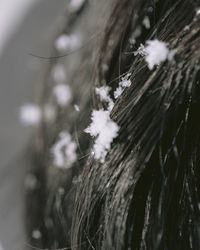 Close-up of dandelion against blurred background