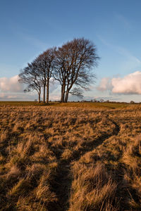 Bare tree on field against sky
