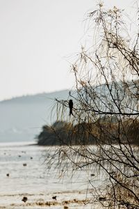 Bird perching on a tree