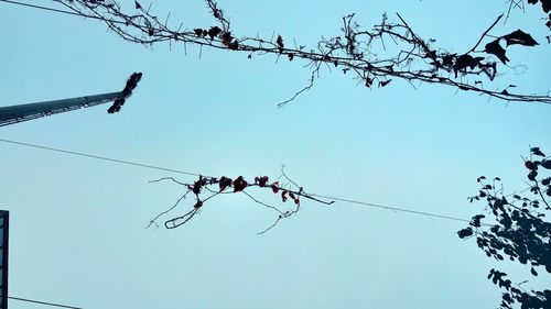 Low angle view of bird on branch against clear sky