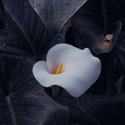 Lily calla flower in the garden in spring season
