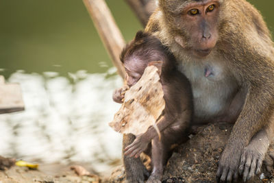 Close-up of long-tailed macaque with infant on rock at zoo