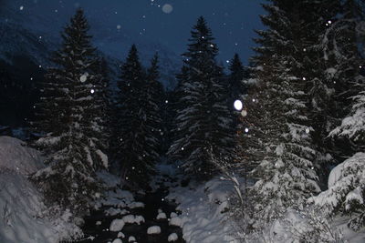 Snow covered pine trees in forest against sky