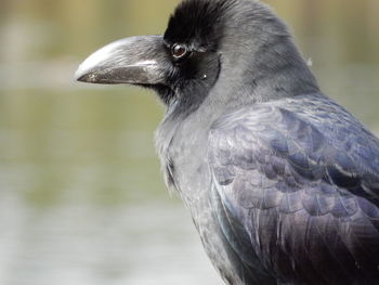 Close-up of bird