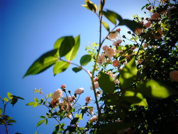 Low angle view of flower tree against blue sky