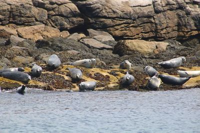 Flock of birds on rocks at beach