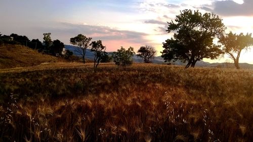 Scenic view of field against sky at sunset