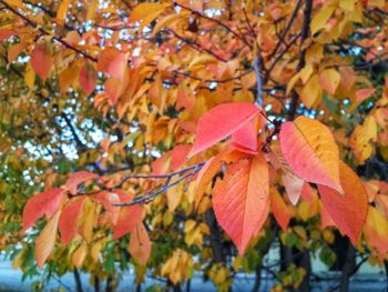 Close-up of maple leaves on tree