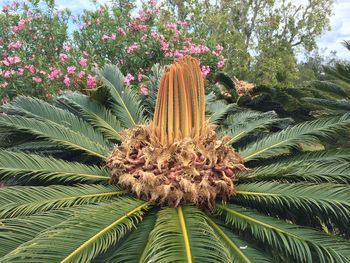 Close-up of flower tree against sky