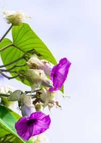 Low angle view of purple flowering plant against sky