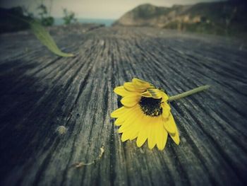 Close-up of wooden flower