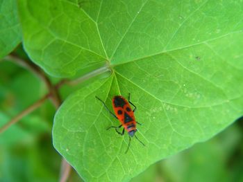 Close-up of insect on leaf