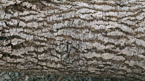 Full frame shot of tree