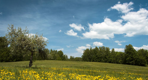 Scenic view of grassy field against sky