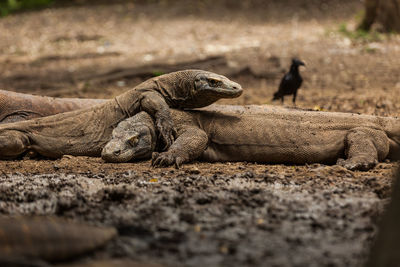 Close-up of lizard on land