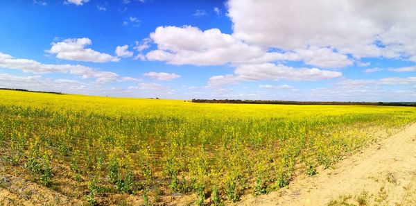 Scenic view of oilseed rape field against sky